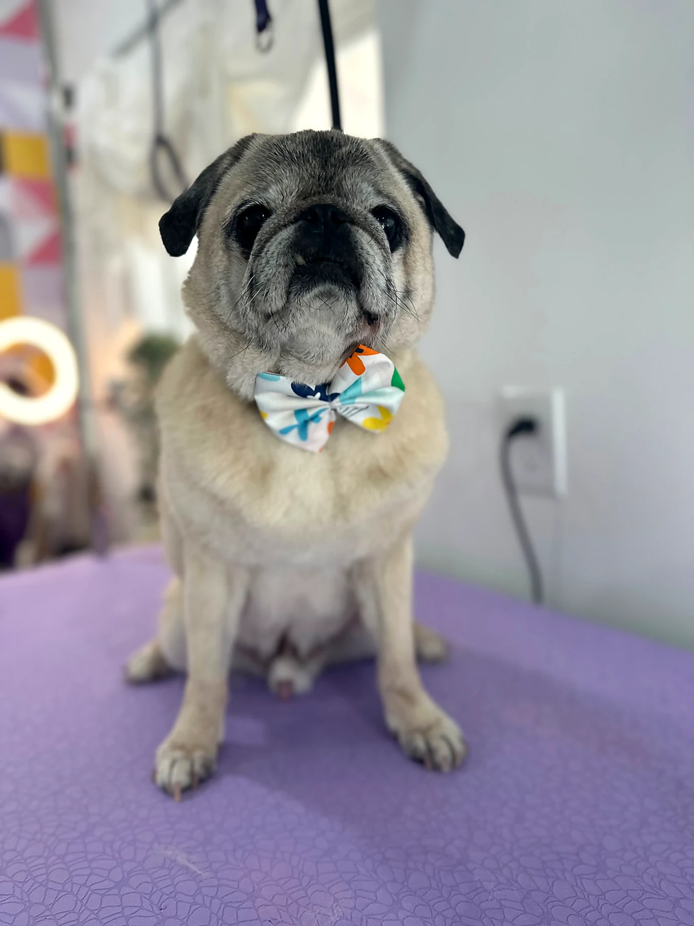 Mr. Cooper wearing a colorful bow tie.