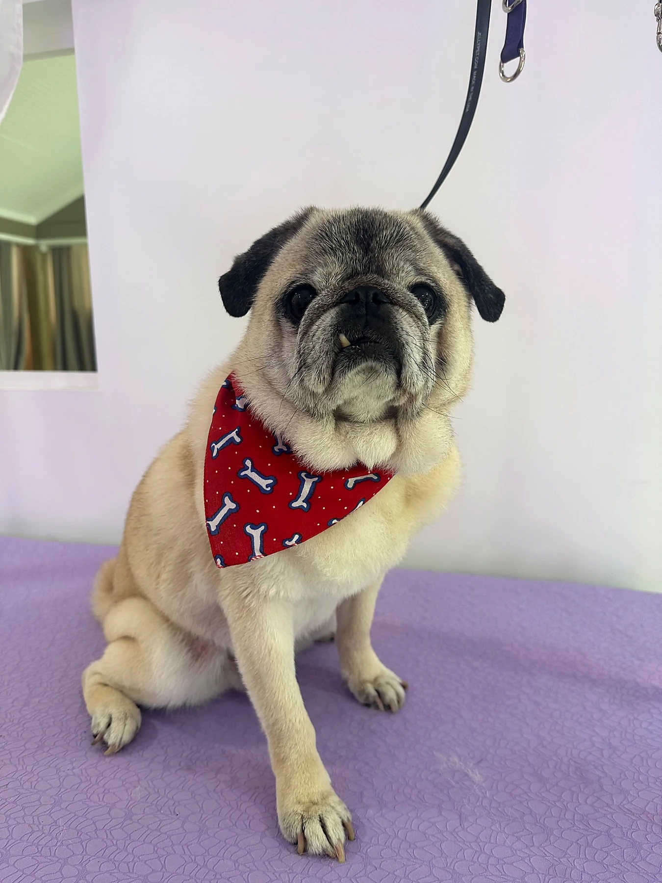 Mr. Cooper wearing a red bandana with a bone pattern.